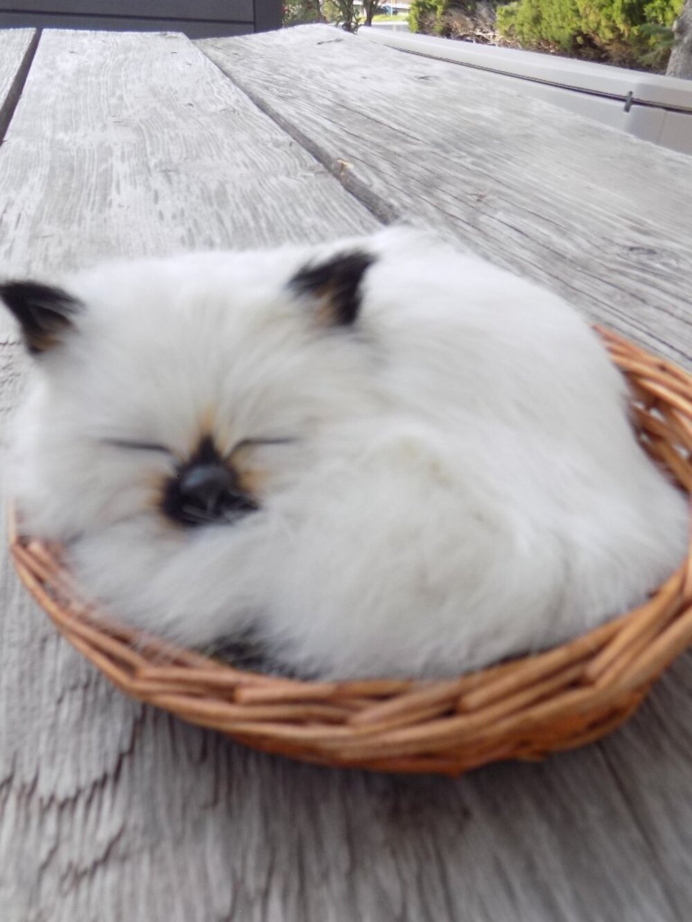 KITTEN Siamese in Basket Bed w Rabbit Fur, Realistic, Farmhouse Decor, *